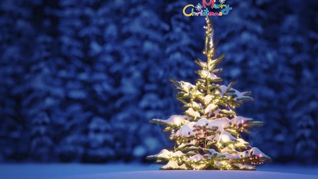 beautiful Christmas tree wallpaper (14)