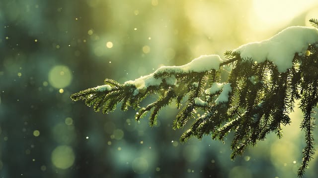 beautiful Christmas tree wallpaper (32)