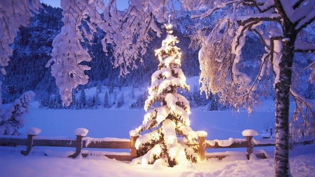 beautiful Christmas tree wallpaper (5)