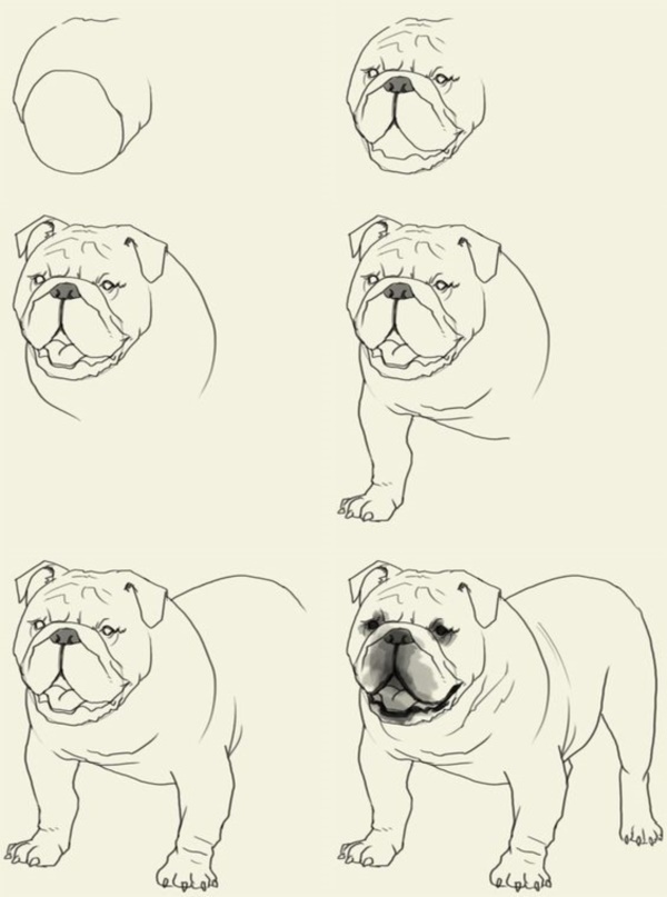 how-to-draw-a-dog-step-by-step-easily