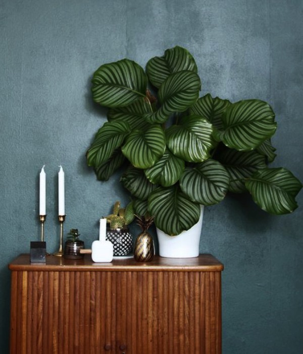 Low Sunlight Indoor Plants For Your Home Decor