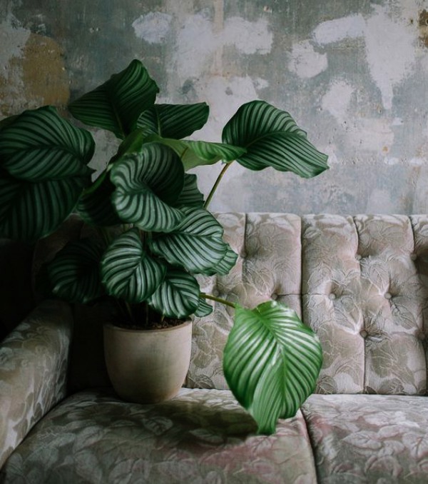 Low Sunlight Indoor Plants For Your Home Decor