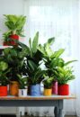 Low Sunlight Indoor Plants For Your Home Decor