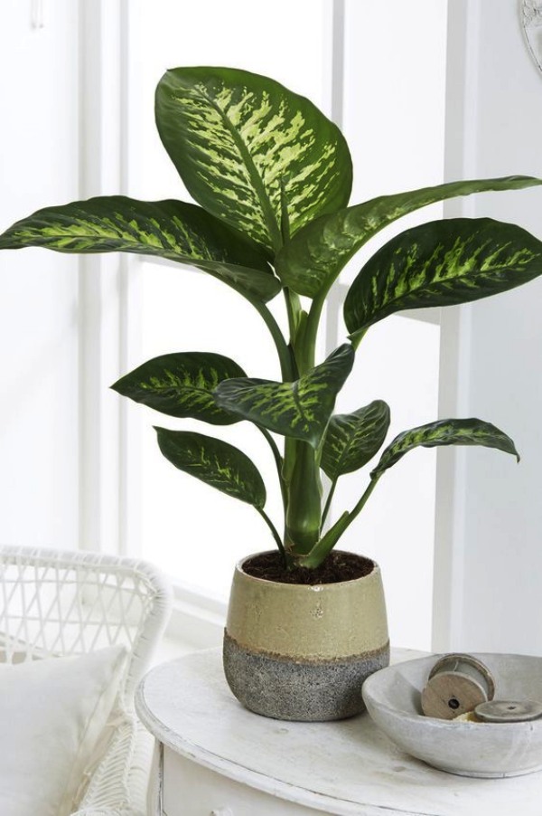 10 Low Sunlight Indoor Plants For Your Home Decor