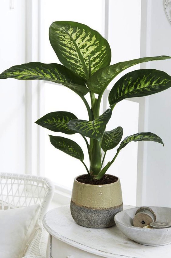 Low Sunlight Indoor Plants For Your Home Decor