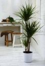 Low Sunlight Indoor Plants For Your Home Decor