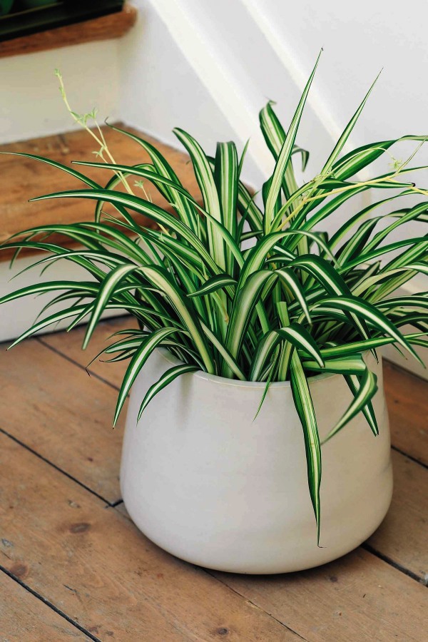 Low Sunlight Indoor Plants For Your Home Decor