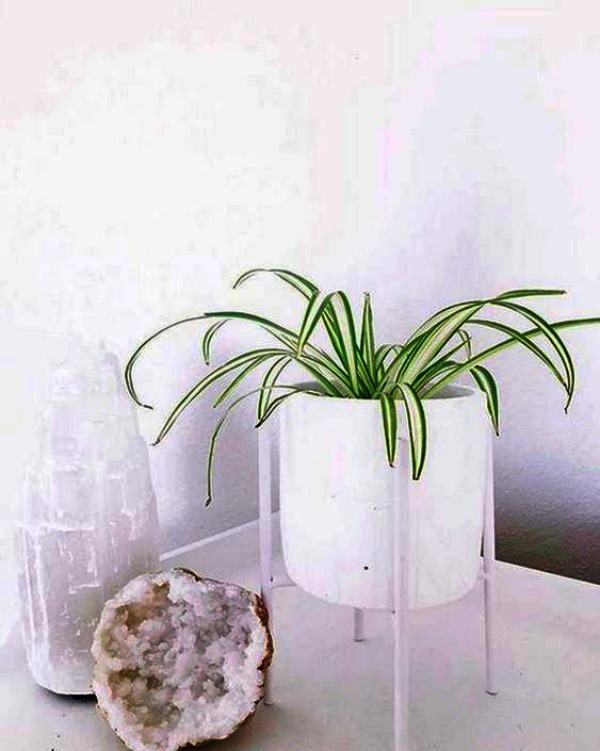 Low Sunlight Indoor Plants For Your Home Decor