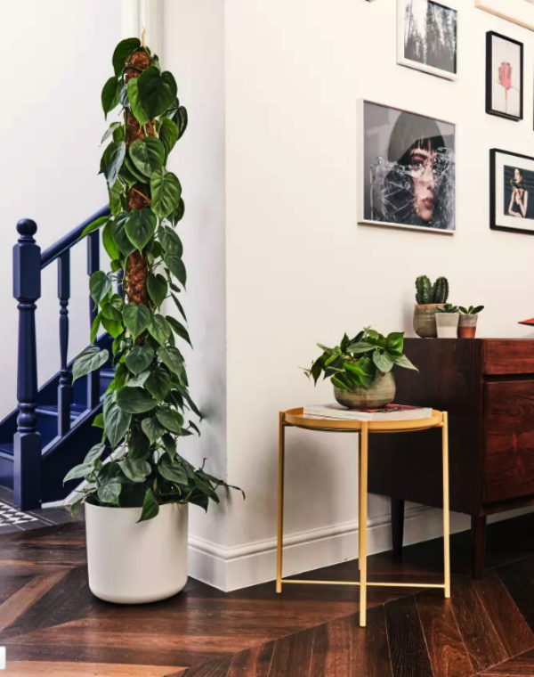 Low Sunlight Indoor Plants For Your Home Decor