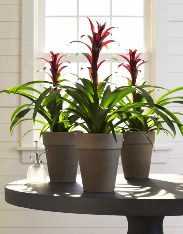 Low Sunlight Indoor Plants For Your Home Decor