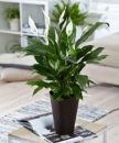 Low Sunlight Indoor Plants For Your Home Decor