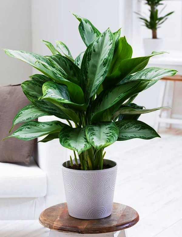 Low Sunlight Indoor Plants For Your Home Decor