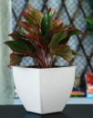 Low Sunlight Indoor Plants For Your Home Decor