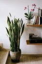 Low Sunlight Indoor Plants For Your Home Decor