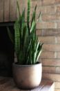 Low Sunlight Indoor Plants For Your Home Decor