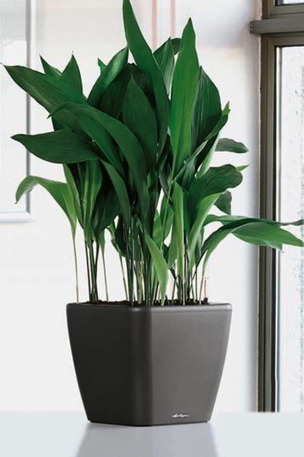 Low Sunlight Indoor Plants For Your Home Decor