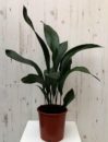 Low Sunlight Indoor Plants For Your Home Decor