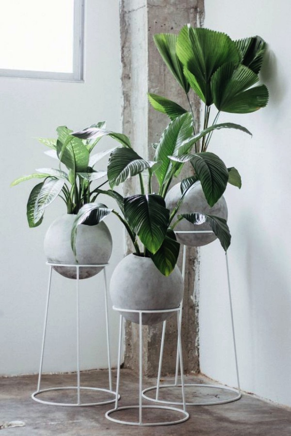 Low Sunlight Indoor Plants For Your Home Decor