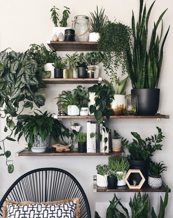 Low Sunlight Indoor Plants For Your Home Decor