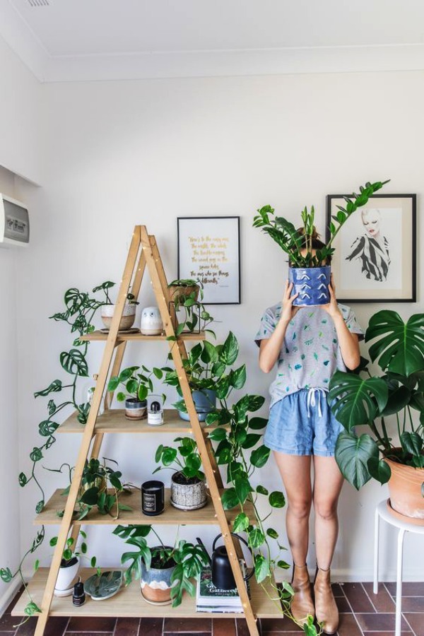 Low Sunlight Indoor Plants For Your Home Decor