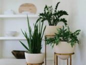 Low Sunlight Indoor Plants For Your Home Decor