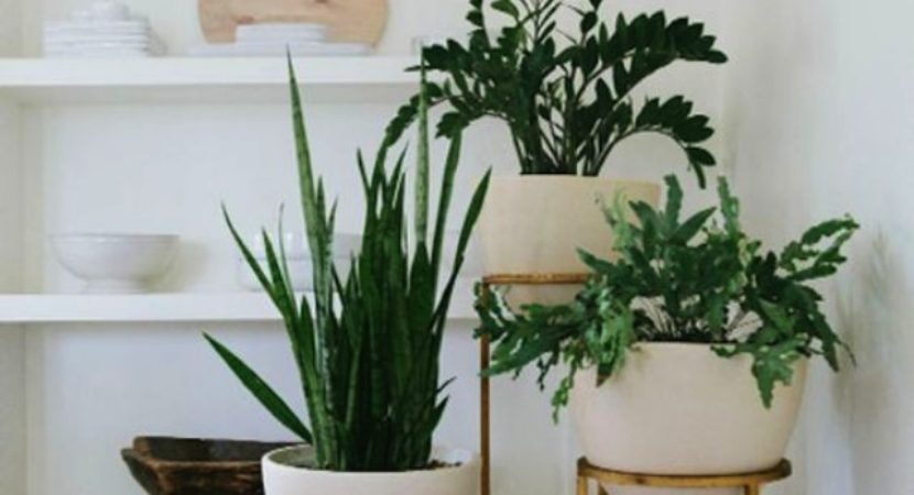 10 Low Sunlight Indoor Plants For Your Home Decor