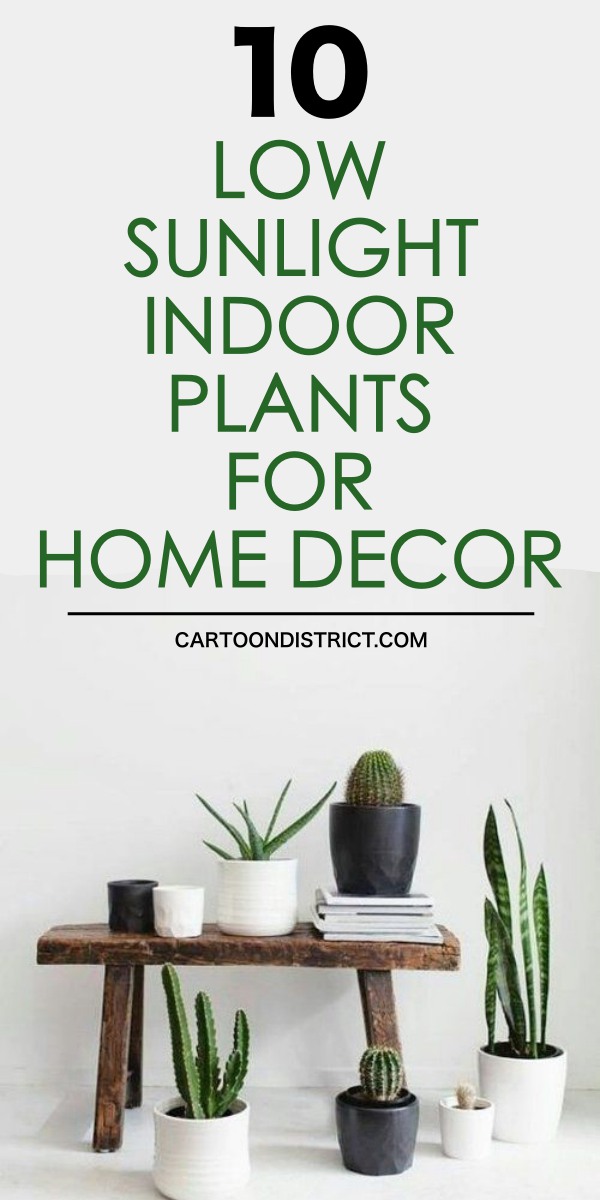 Low Sunlight Indoor Plants For Your Home Decor