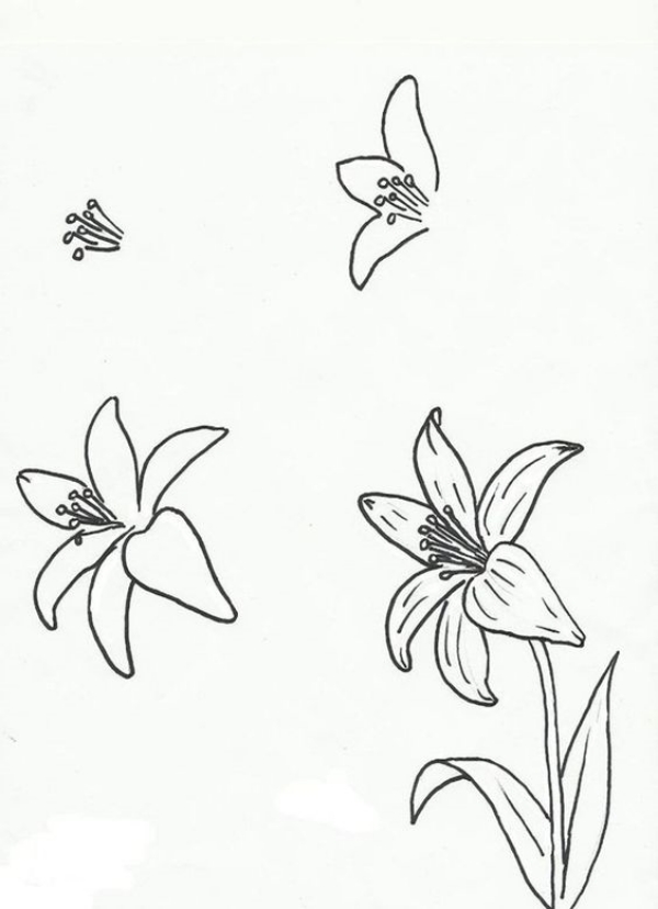 Simple and Easy Flower Drawings for Beginners