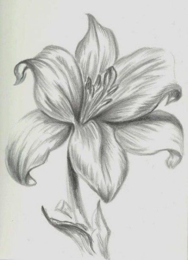 Simple and Easy Flower Drawings for Beginners