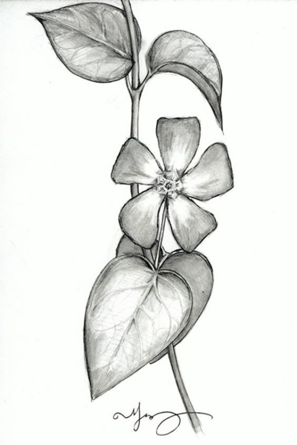 42 Simple and Easy Flower Drawings for Beginners - Cartoon District