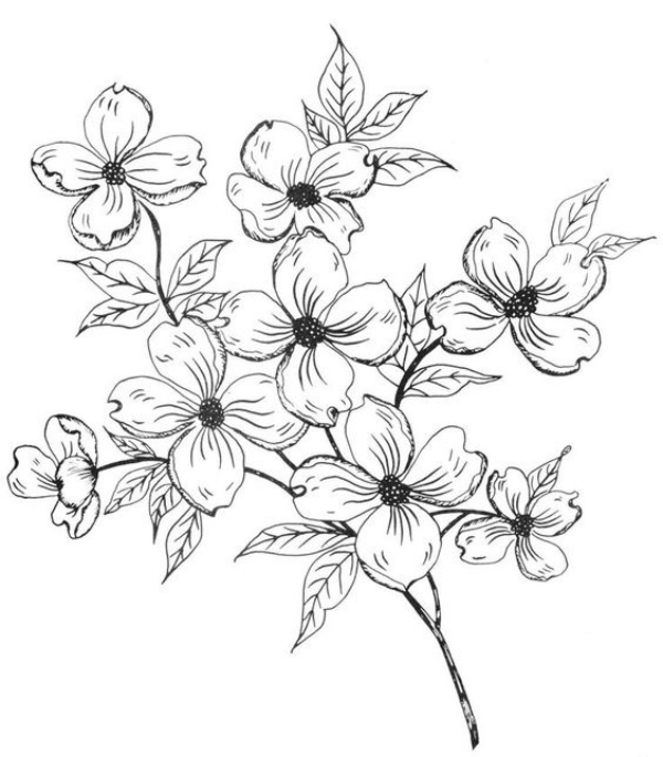 Simple and Easy Flower Drawings for Beginners