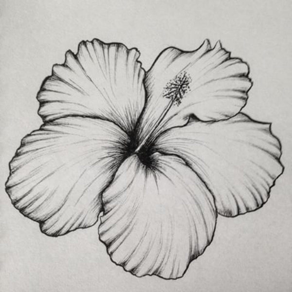 Simple and Easy Flower Drawings for Beginners