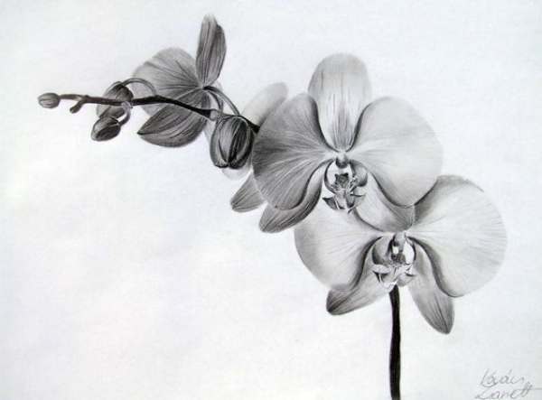 Simple and Easy Flower Drawings for Beginners