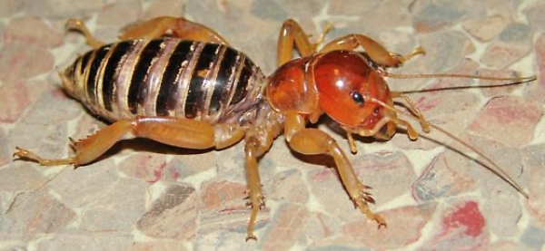 Animals that start with J