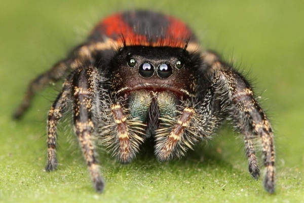 Animals that start with J
