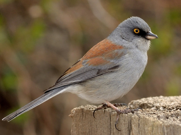 Animals that start with J