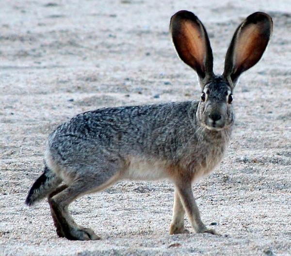 Animals names that start with J