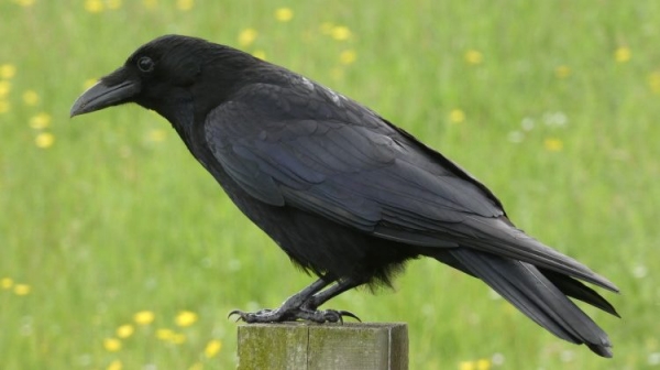 Animals names that start with J
