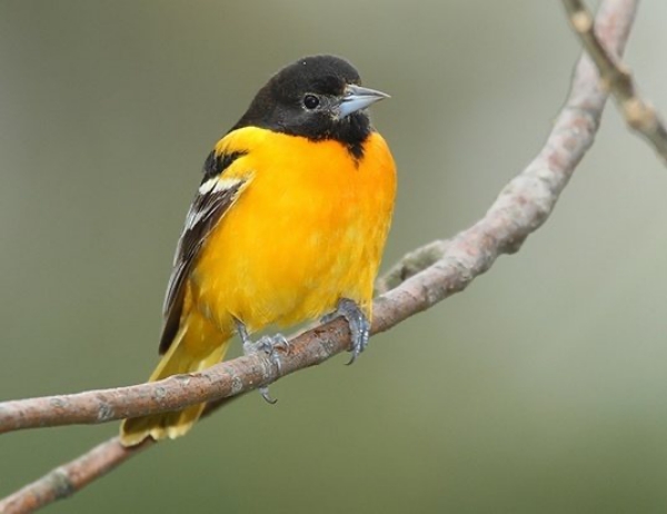 Animals names that start with J