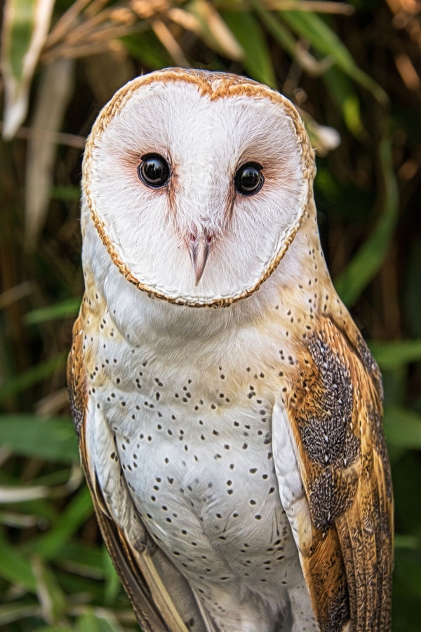 Animals names that start with J