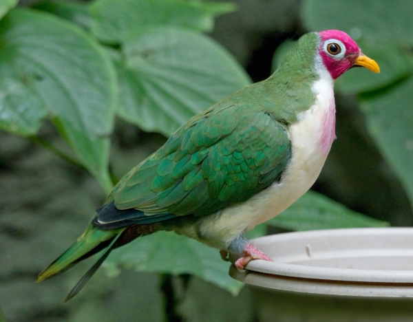 Animals names that start with J