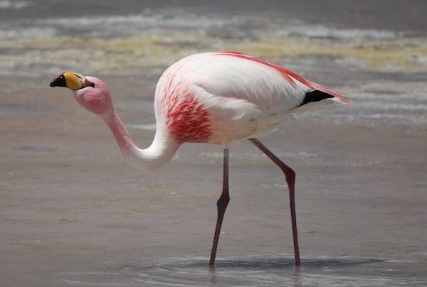 Animals names that start with J