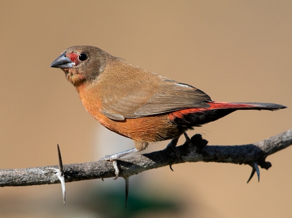 Animals that start with the letter J