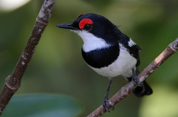 Animals that start with the letter J