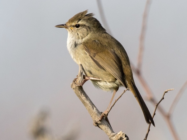 Animals that start with the letter J