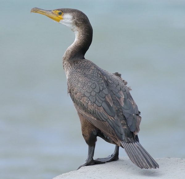 Animals that start with the letter J
