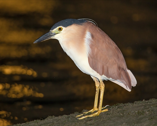 Animals that start with the letter J