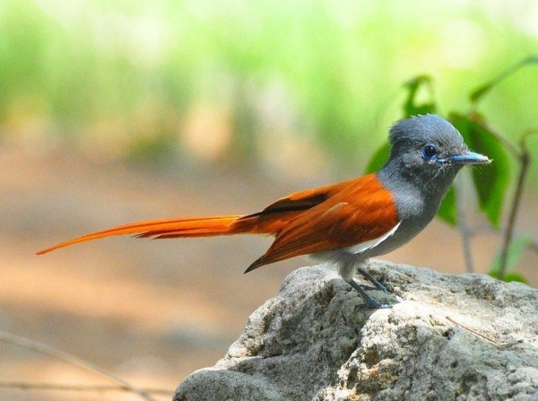 Animals that start with the letter J