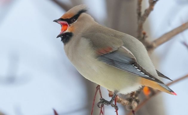Animals that start with the letter J
