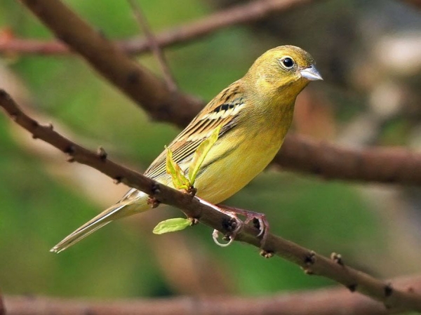 Animals that start with the letter J